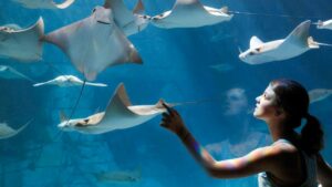 woman looking at sting rays in aquarium at Jewel of the Sea Aquarium at Seaworld in San Antonio, Texas, USA